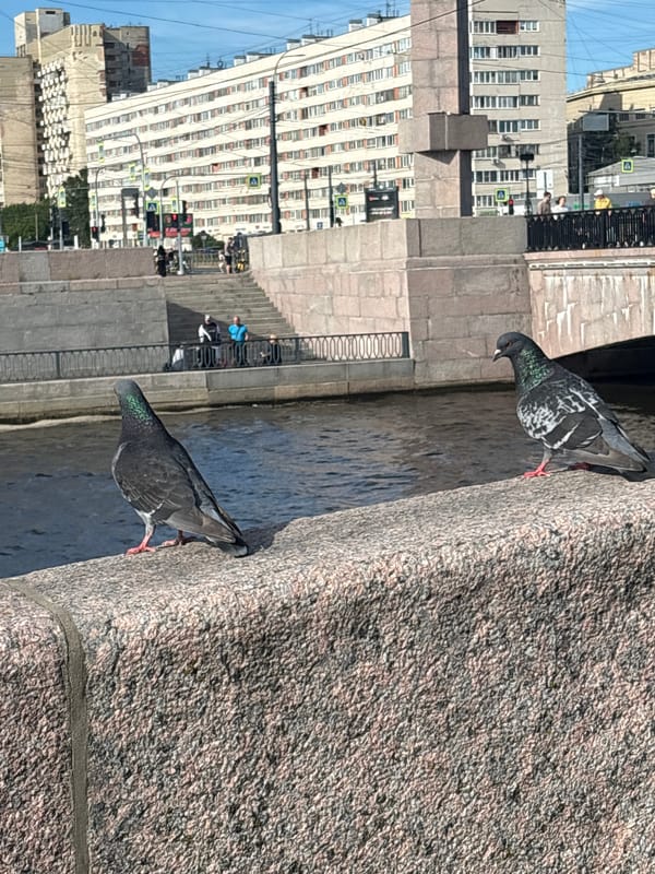 Riverside afternoon in St. Petersburg: pigeons, pets, and quiet scenes