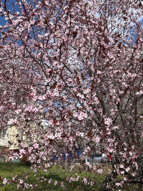 Spring blooms and portraits captured in Varna, Bulgaria