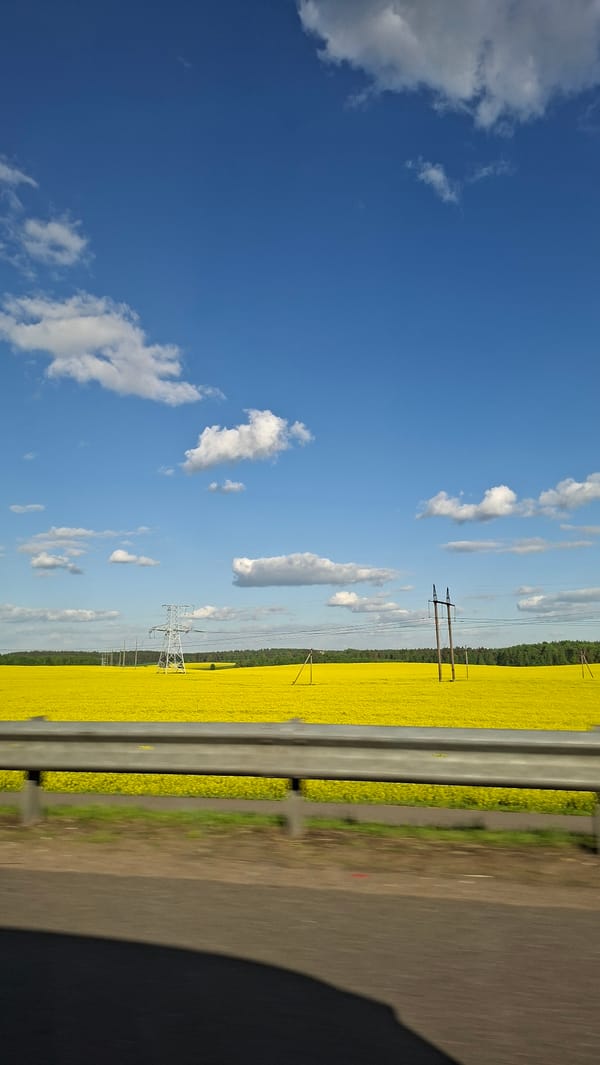 Rapeseed field documented alongside road in rural Belarus