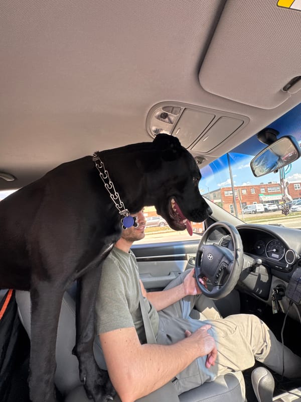 Black dog along for the ride in Wheeling