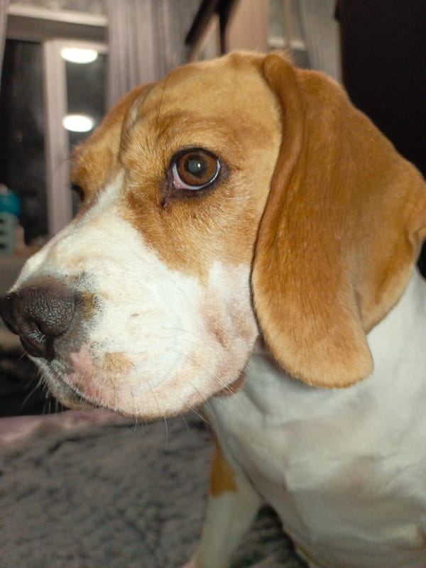 Pet owner documents Sphynx cats and Beagle in Markovskiy home