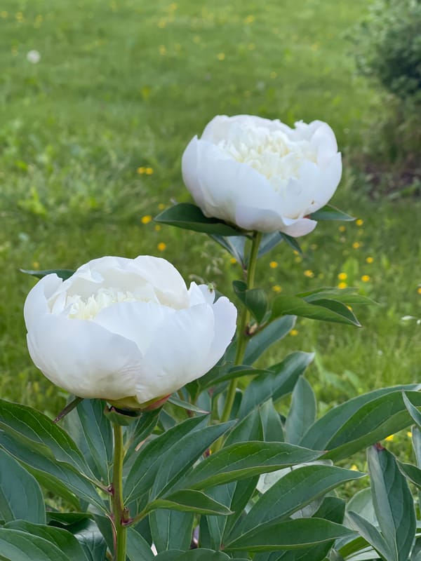 Garden blooms and countryside scenes on summer afternoon