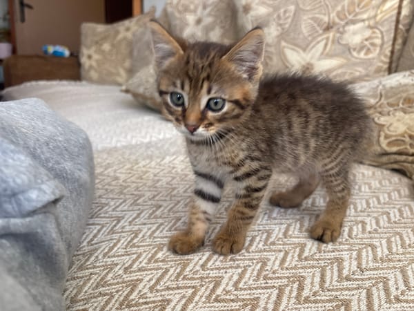 Tabby kitten photographed in multiple poses in Radilovo, Bulgaria