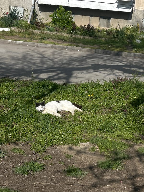 Cat rests in grassy patch on Plovdiv street