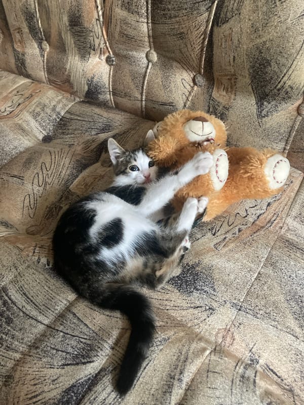 Kittens playing with toys and a laser pointer indoors