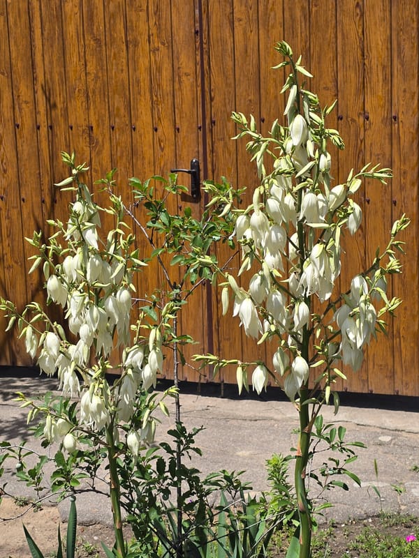 Unripe plums and backyard gates in Nova Kakhovka