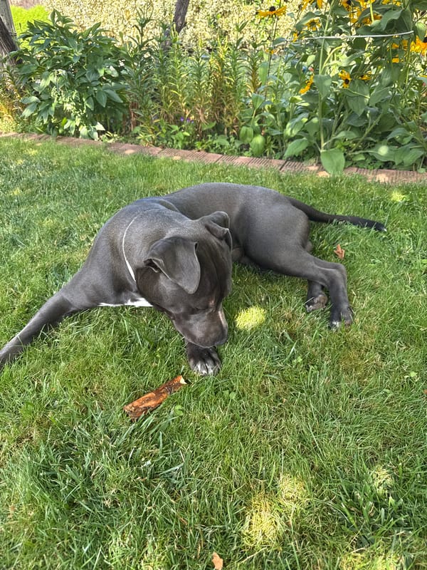Gray pit bull's lazy summer morning in a Tvarditsa garden