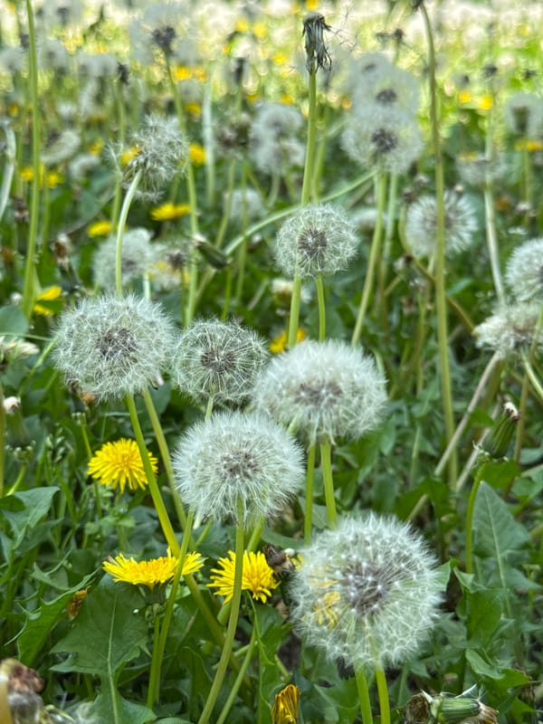 Spring morning scenes documented near Tashkent Senate building