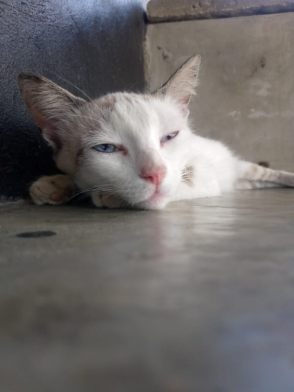 White cat with blue eyes spotted resting in Las Guevaras