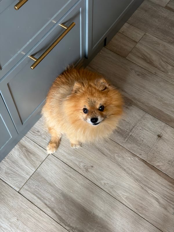 Sunday morning moments captured across Khimki featuring café, dog, architecture