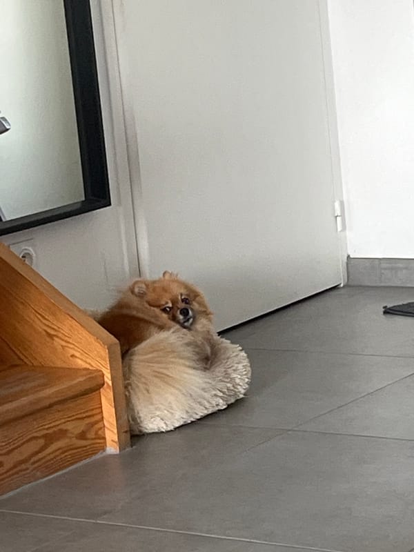 Morning pet routine documented in French home with dog, cat