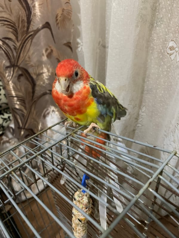 Witness documents parrot, dog, and cat in same location