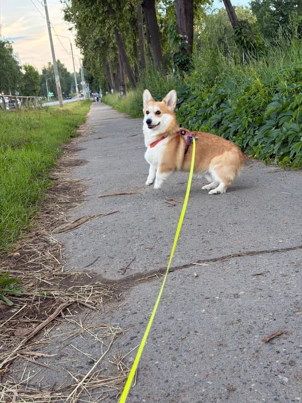 Evening walk with a Corgi as Chaikovsky's sky turns golden