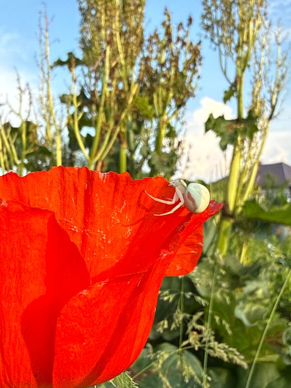 Summer garden harvest and wildflower exploration in rural Russia