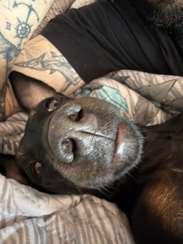 Dog enjoys belly rubs on patterned bedding
