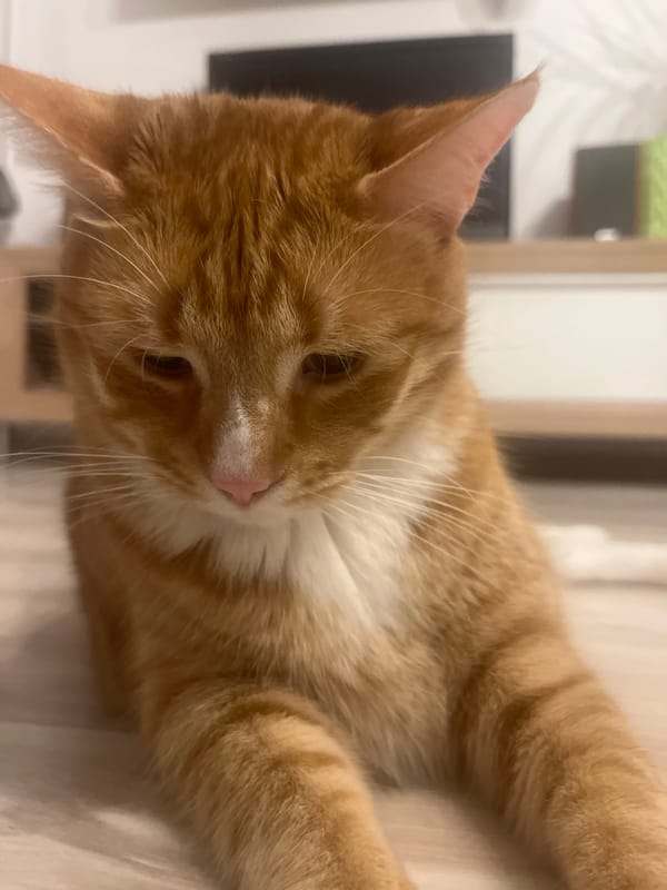 Orange tabby cat relaxes around a Zabrze home one evening