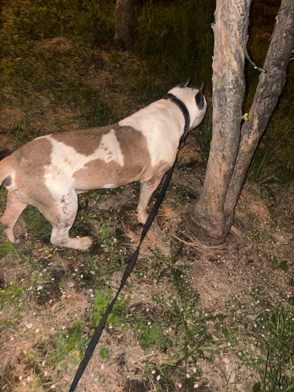 Dogs play outdoors during evening hours in Krasnoyarsk