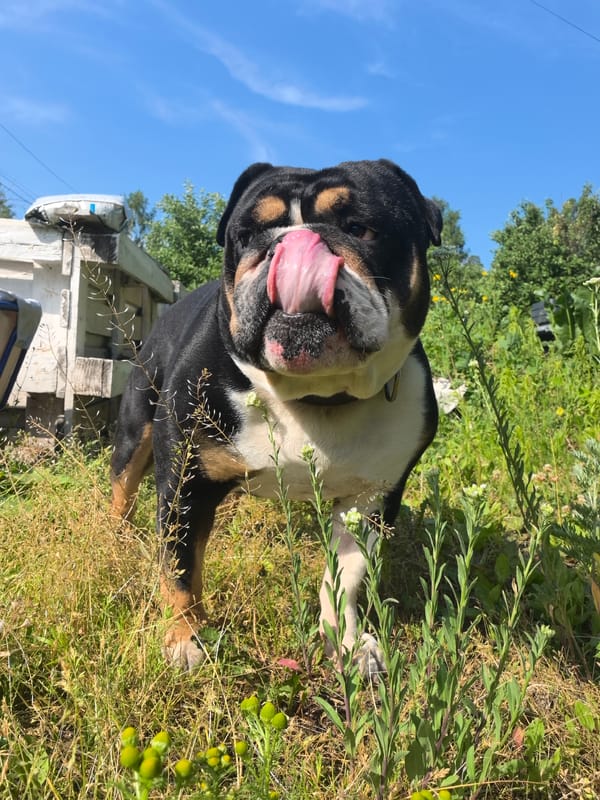 Morning backyard time with bulldog in rural Noviy