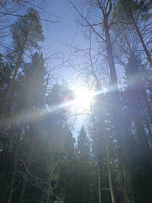 Morning sunlight captured in snowy Russian forest near Chaikovsky