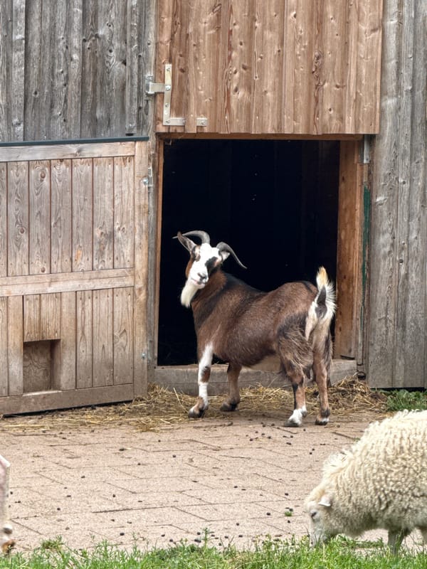 Goats, sheep, and parakeets at a Bassum farm setup