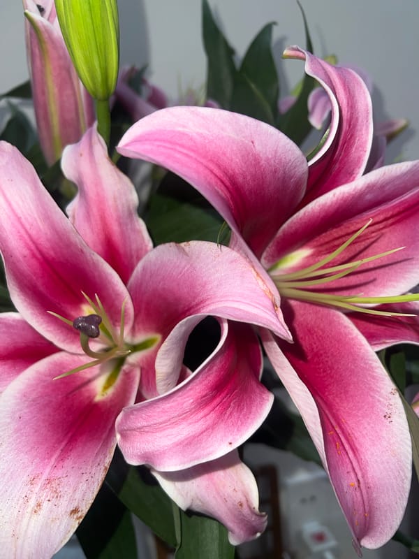 Stargazer lilies bloom in Vietnam heritage area