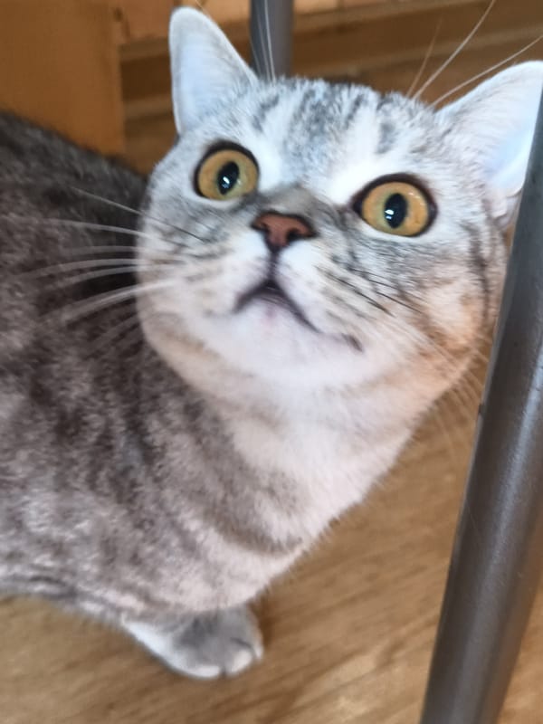 Grey tabby cat at home, caught from every angle