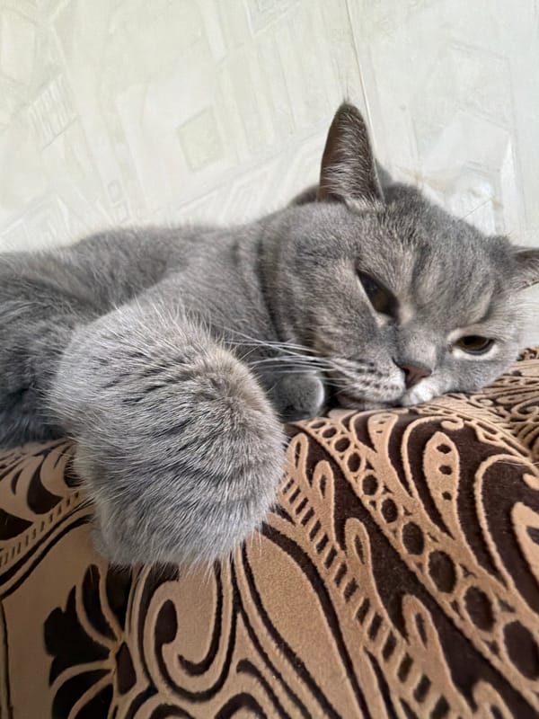 Gray cat cuddles brown cushion in Perm home