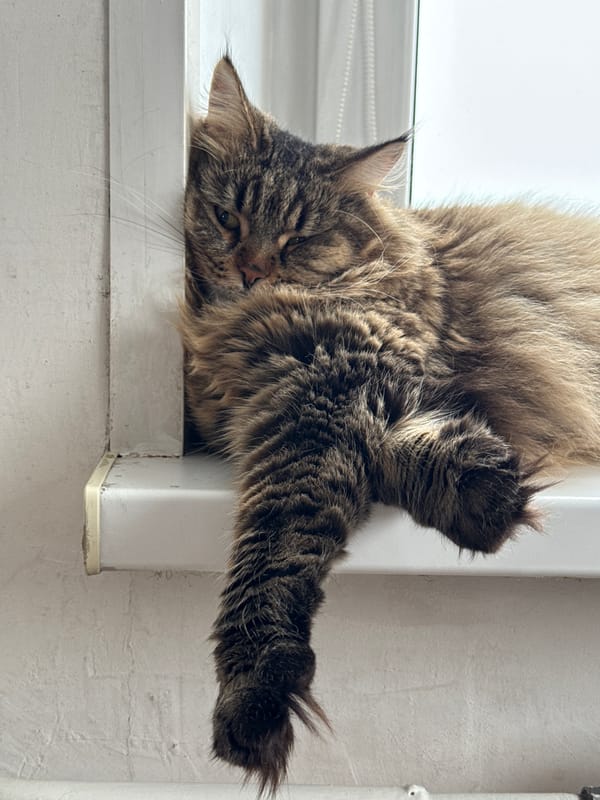 Morning routine captured with cat and selfies in Izhevsk