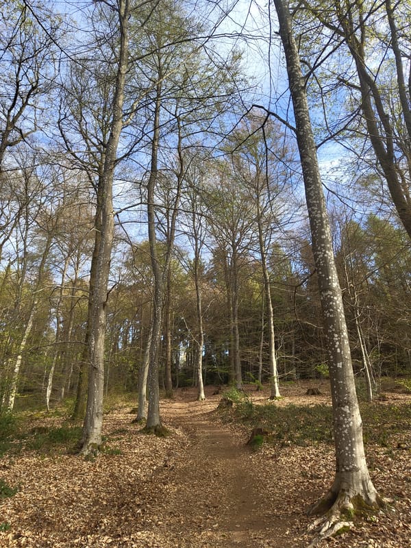 Morning hike documented through Mettlach nature reserve, Germany