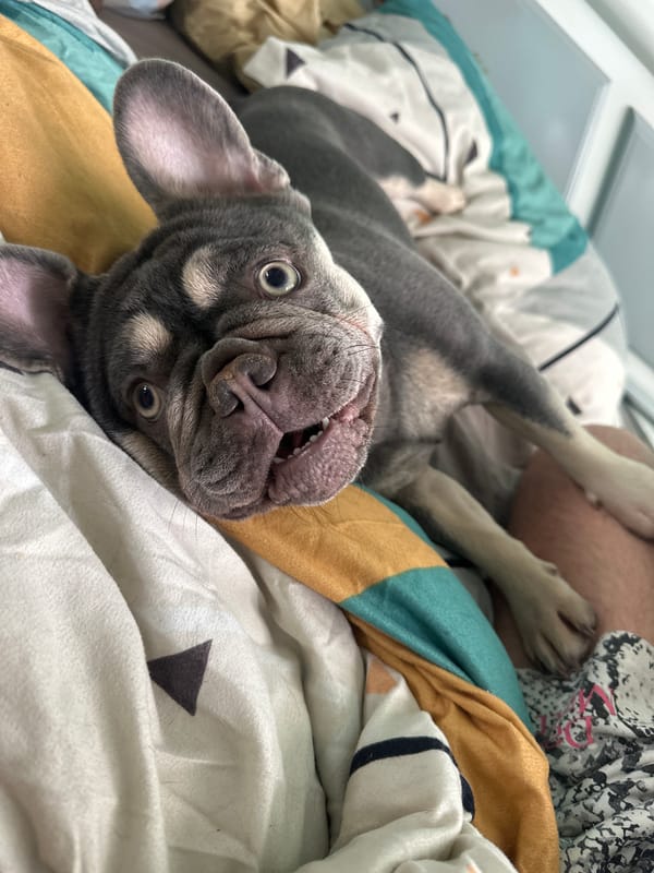 French Bulldog enjoys relaxed indoor playtime session