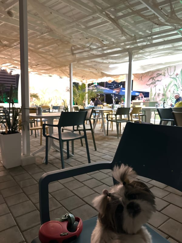 Dog rests on chair at Batumi cafe
