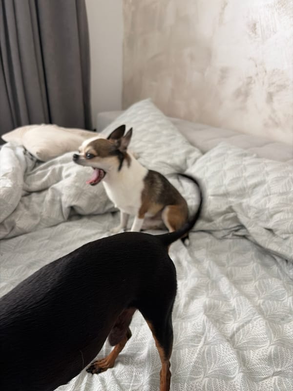 Two dogs photographed on bed in Svetovrachene bedroom