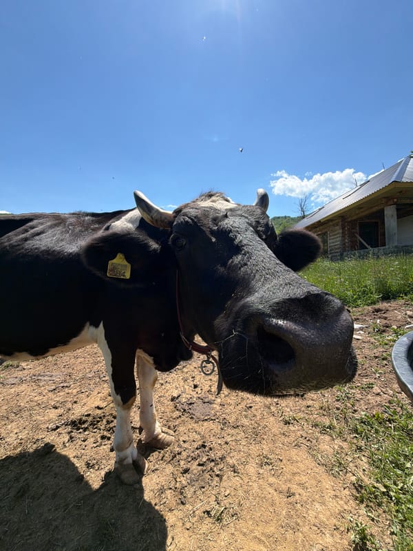 Tagged cow spotted in rural Montenegro countryside