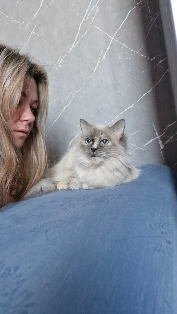 Grey cat peers over sofa edge above blonde woman