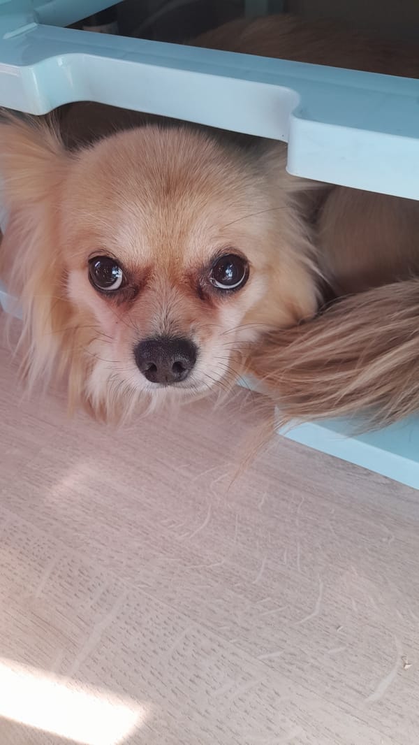 Chihuahua rests under blue furniture in Saint Petersburg home