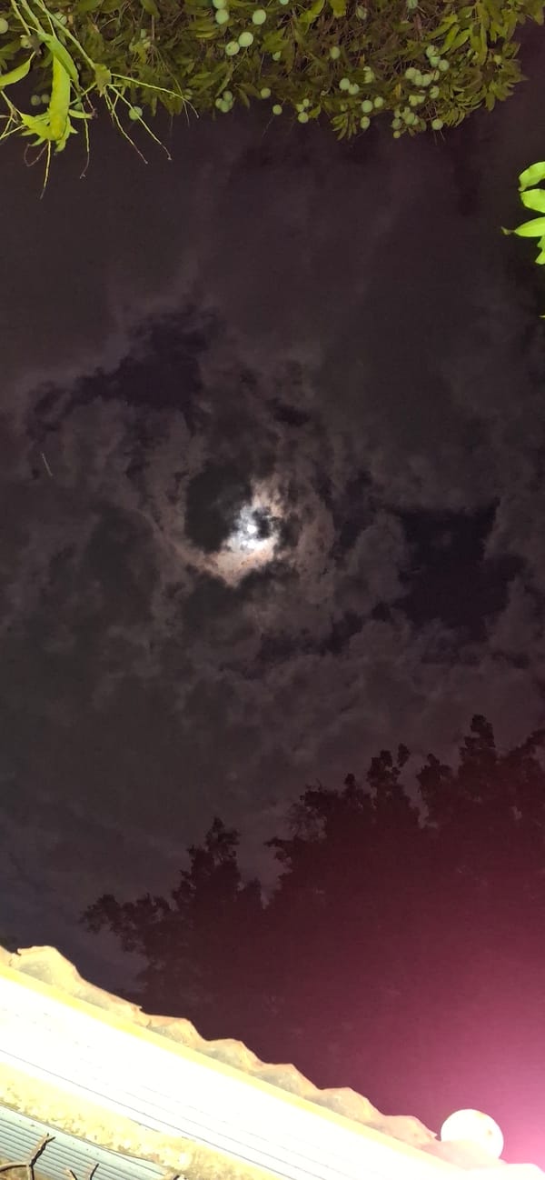 Nighttime nature observations in Vallecito include toads, moon views
