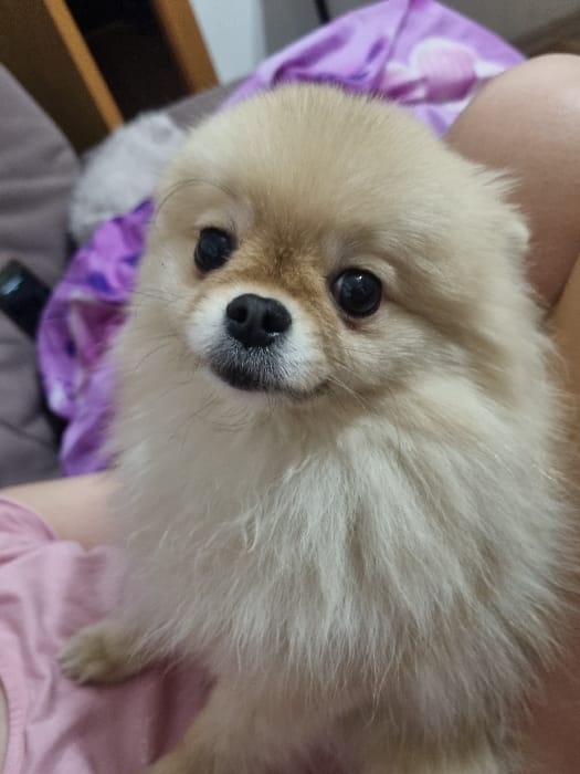 Family afternoon with children, ice cream, and Pomeranian dog