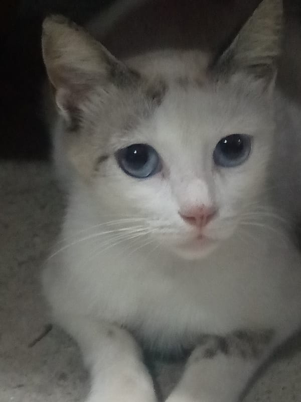 Cats spotted in Venezuelan neighborhoods during early morning hours