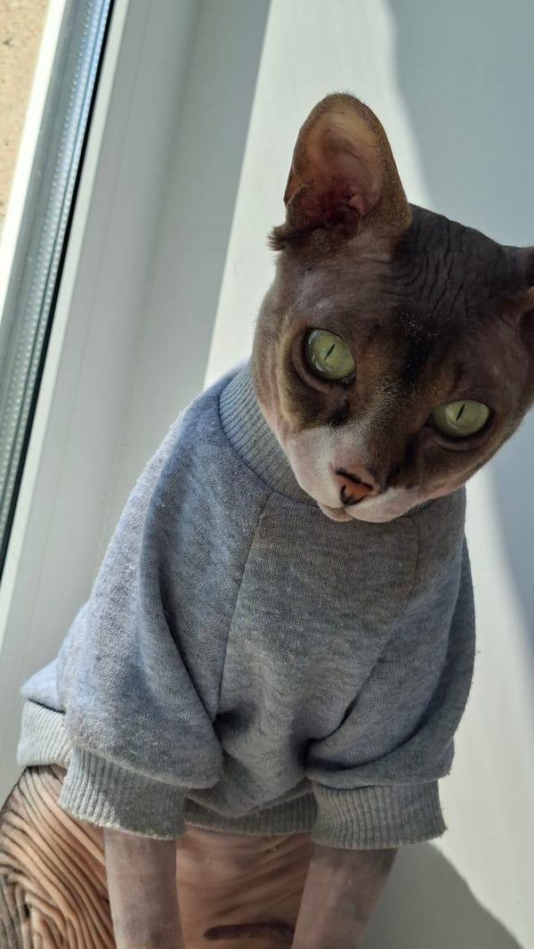 Sphynx cat in a grey sweater chills on a Belarus windowsill
