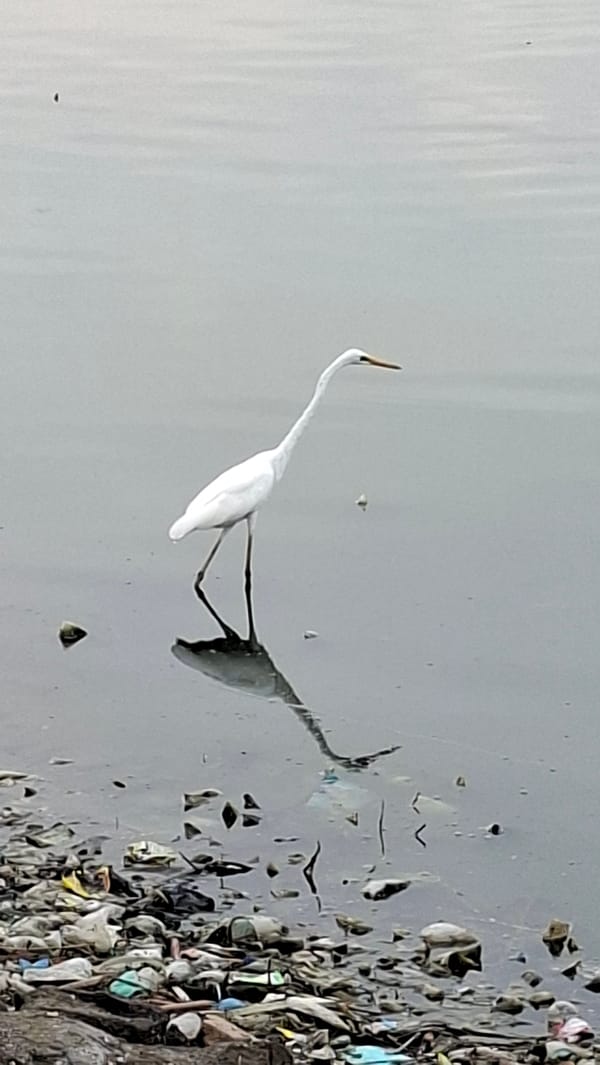Egrets wade through trash-lined shores in Lhokseumawe