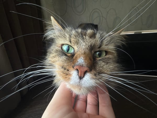 Tabby cat photographed during human interaction in Ivanteyevka home