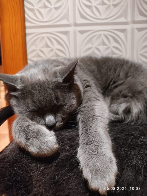 Gray cat napping on a dark surface in Pavlodar