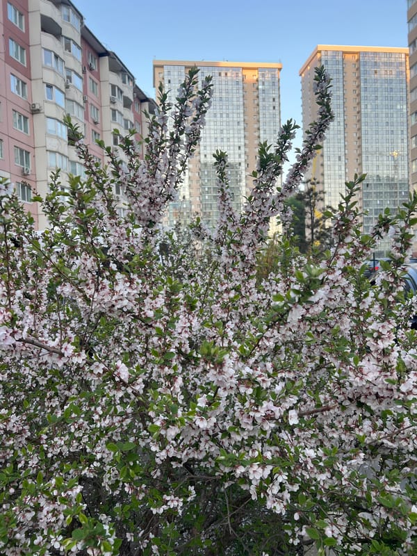 Spring flowers and urban life documented across Vladivostok