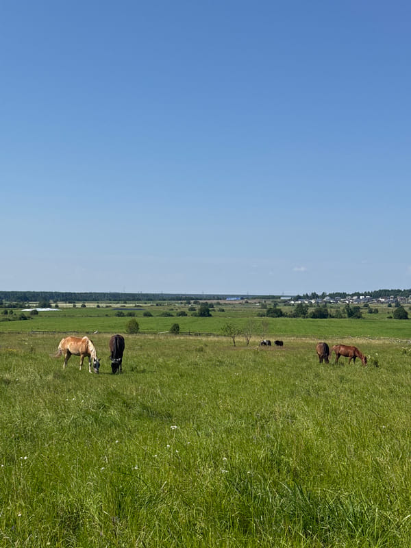 Horses grazing in summer pasture, Kaporskoe, Russia