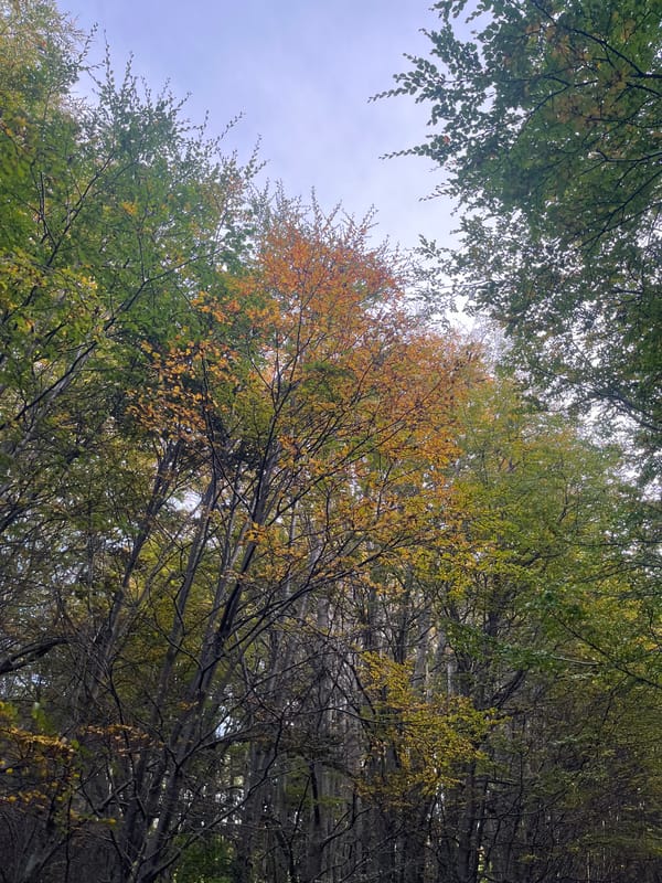 Forest road and canopy views captured near Ushuaia