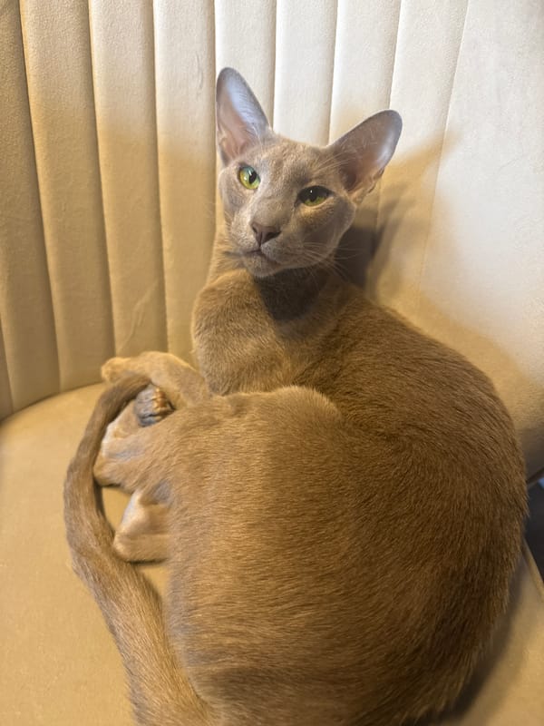 Woman films lazy Saturday afternoon with Oriental Shorthair cat in Petersburg