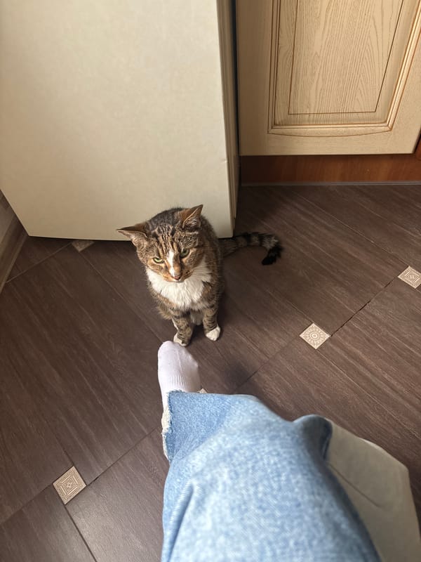 Tabby cat and playful close-up portraits, indoors in Sinyavino