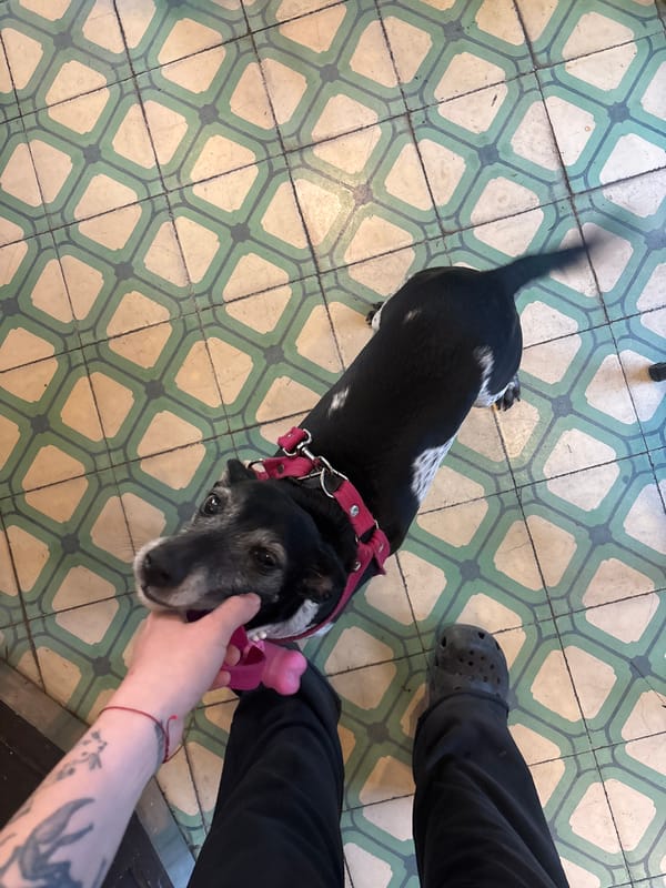 Dog interacts with person indoors in Buenos Aires