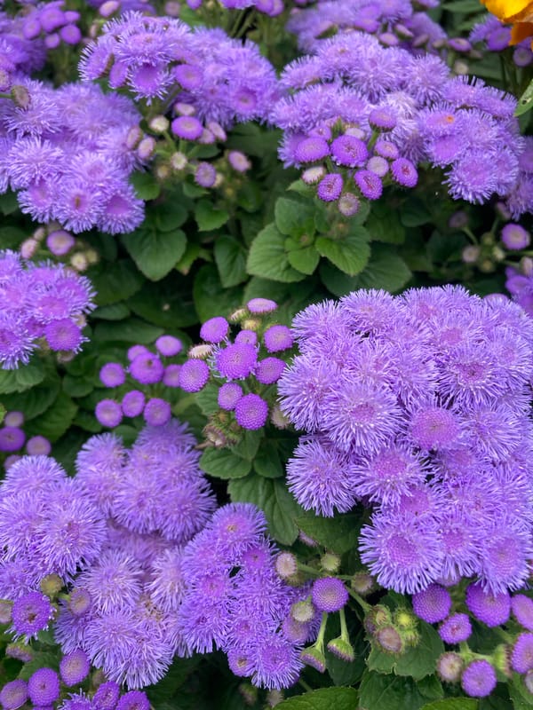 Summer garden in bloom: tomatoes, marigolds, dill, and ageratum