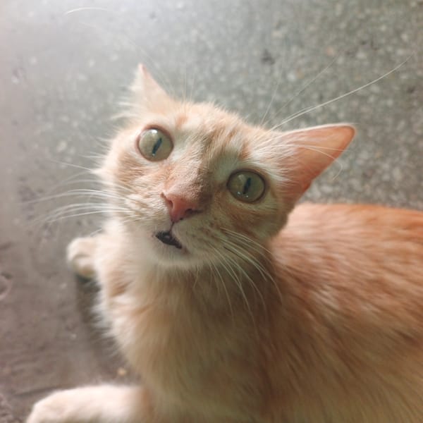 Orange tabby cat photographed looking up in Tinaquillo, Venezuela